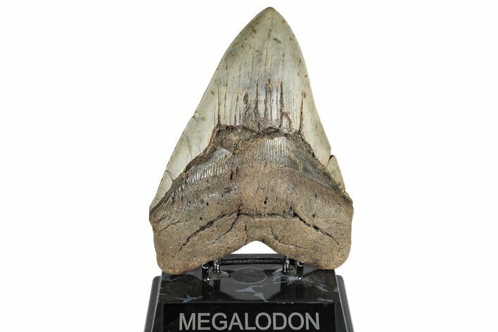 Huge, Fossil Megalodon Tooth - North Carolina #298782